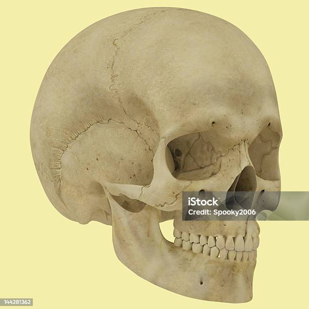 Ilustracja Czaszki - zdjęcia stockowe i więcej obrazów Anatomia człowieka - Anatomia człowieka, Biologia - Nauka, Choroba