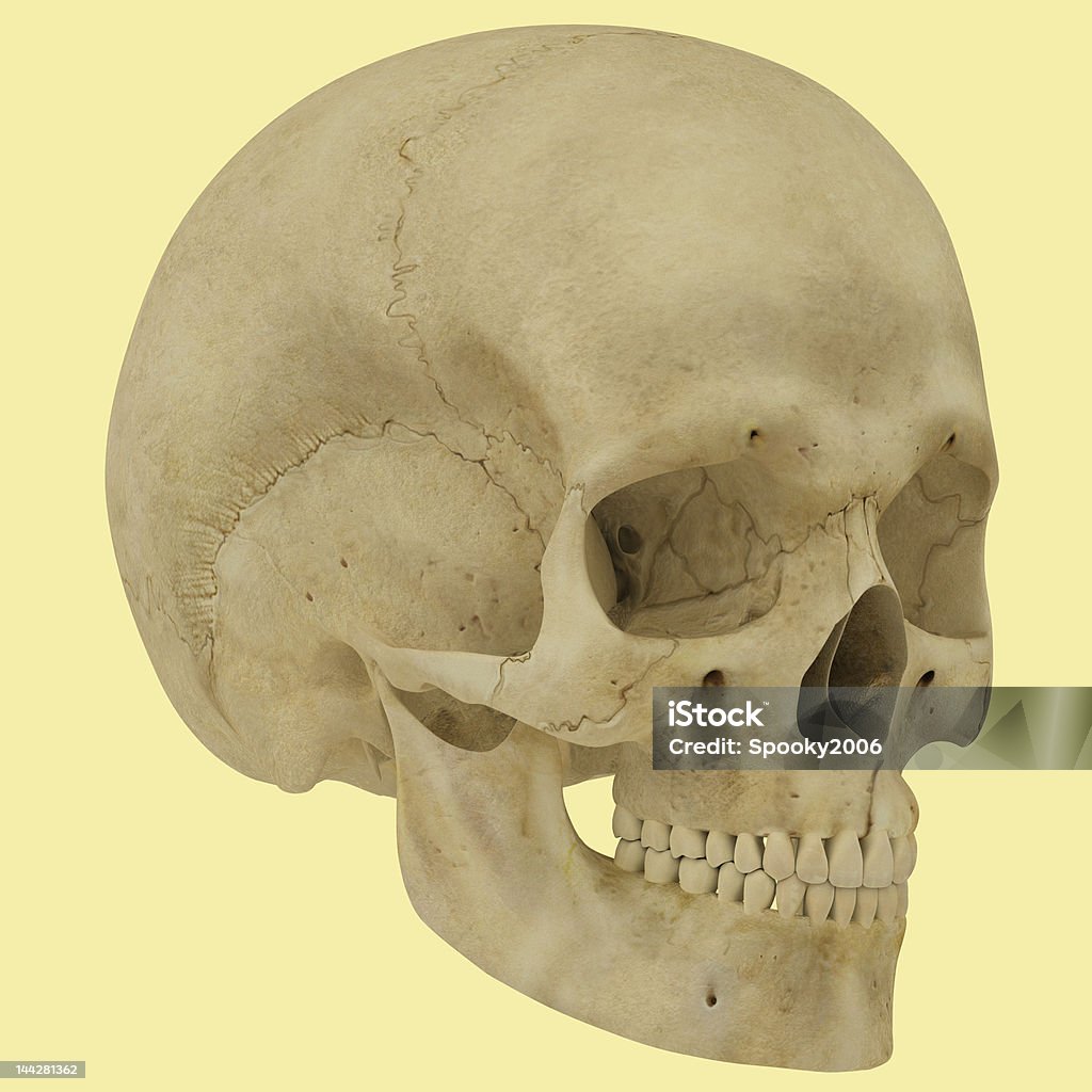 Череп иллюстрация. - Стоковые фото Анатомия роялти-фри