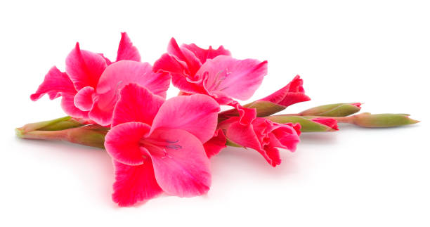 hermosa flor de gladiolo rosa. en blanco de la tarjeta de felicitación. - gladiolus flower white isolated fotografías e imágenes de stock