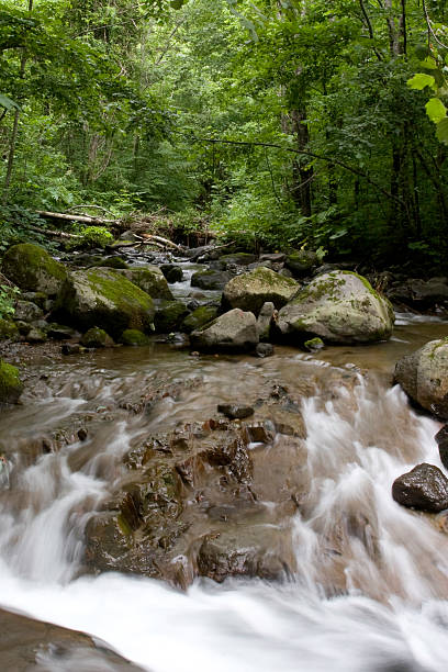 fluxo na floresta - hokkaido japan stream forest imagens e fotografias de stock