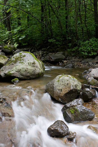 fluxo na floresta - hokkaido japan stream forest imagens e fotografias de stock