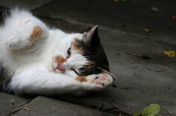 istock Cat playing in the garden 144281486