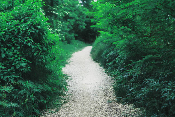 istock A tunnel with a path through fluffy plants into the forest. 1442814956