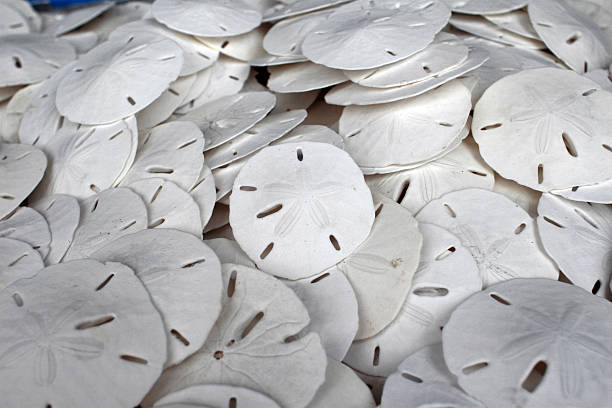 istock Sanddollars from the Sea 144281504