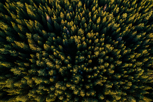 spruce forest natural landscape, background of spruce trees aerial photography. summer spruce forest