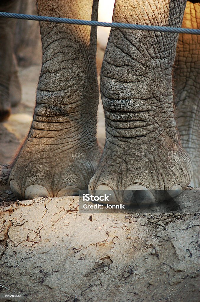Elefante pés - Foto de stock de Animal royalty-free