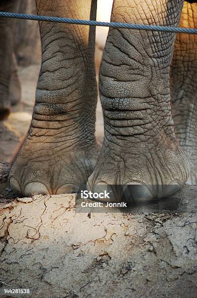 Foto de Elefante Pés e mais fotos de stock de Animal - Animal, Antigo, Areia