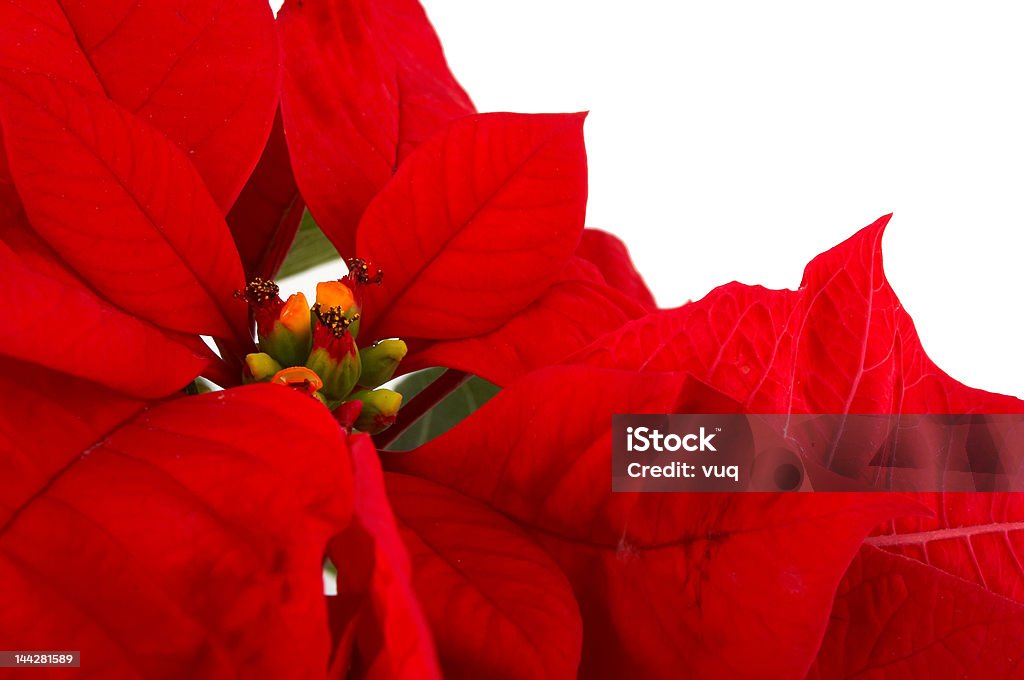 Czerwony Kwiat Poinsecja - Zbiór zdjęć royalty-free (Ameryka Łacińska)