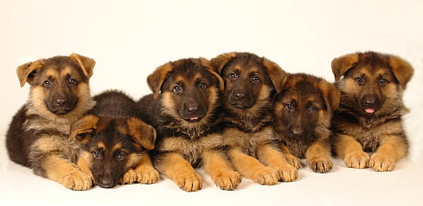 istock Six german shepherd puppies 144281600
