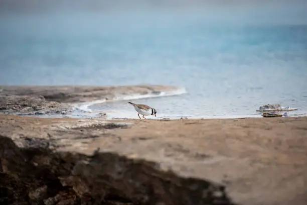 A bird at a hot sulphur spring in Iceland