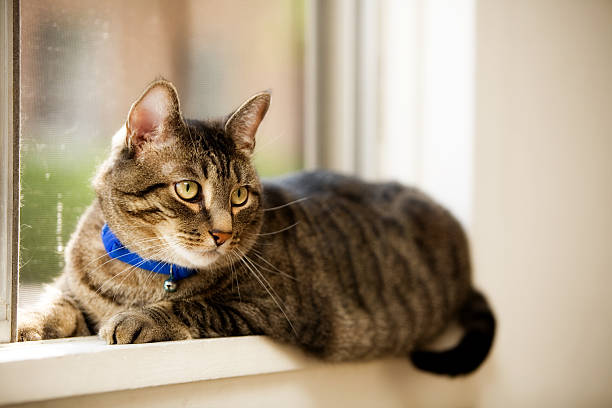 istock Tabby Cat with a Blue Collar Sitting on a Window Sill 144281768