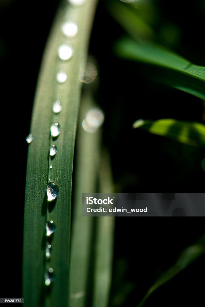 Gotas de Orvalho - Royalty-free Amanhecer Foto de stock