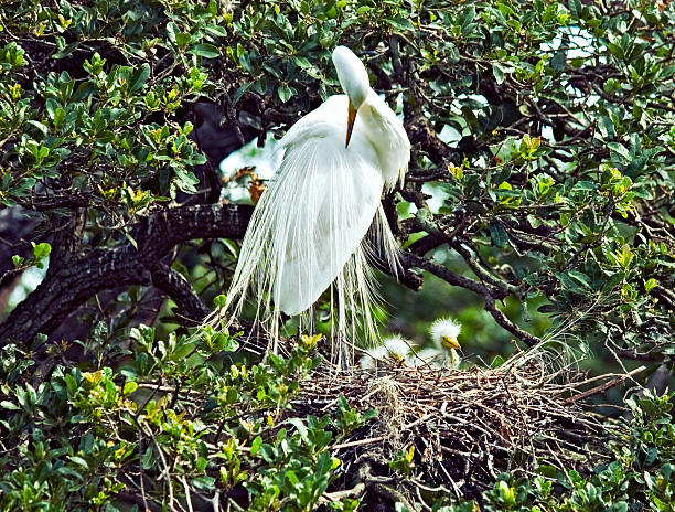 istock Mama Egret Protecting Nestlings 144281787