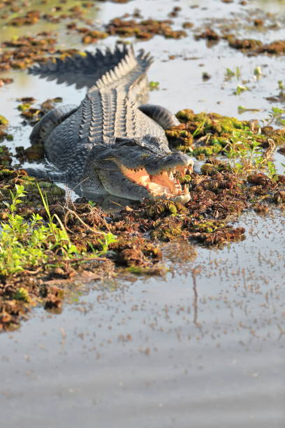 crocodile d’eau salée mâle adulte menaçant montrant un comportement agressif dans le yellow water billabong. cooinda-australie-234 - kakadu photos et images de collection