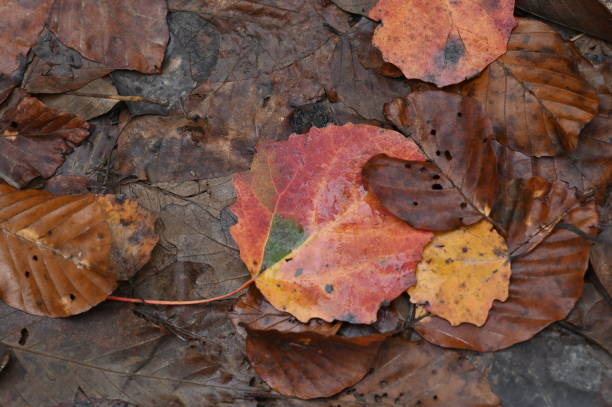 istock A dry leaf, detail from a late autumn forest 1442818824