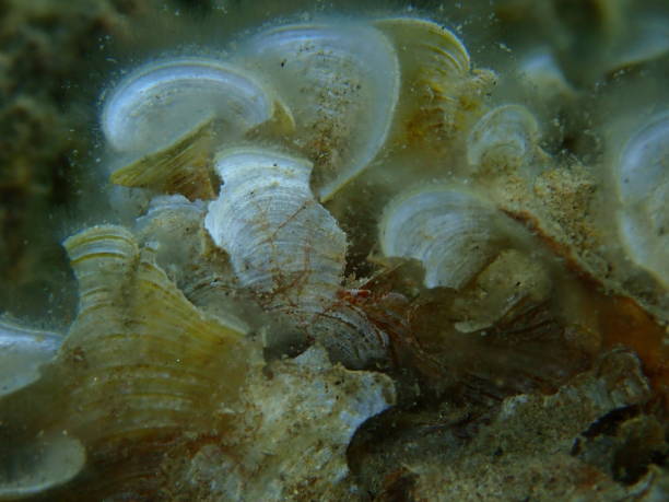 istock Small brown algae Peacock’s tail (Padina pavonica) close-up undersea, Aegean Sea 1442818869