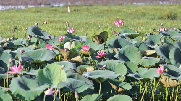 flores de lótus cor-de-rosa-nelumbo nucifera crescendo nas margens da água amarela-ngurrungurrudjba billabong. cooinda-austrália-236 - lotus root water lotus plant - fotografias e filmes do acervo