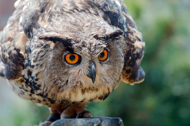 European eagle-owl stock photo