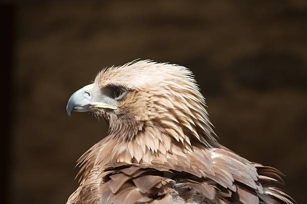 Golden eagle (Aquila chrysaetos) stock photo