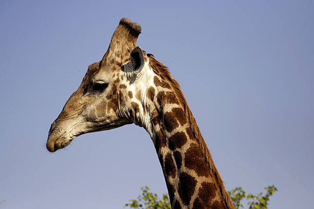 Giraffa camelopardalis, Giraffes stock photo