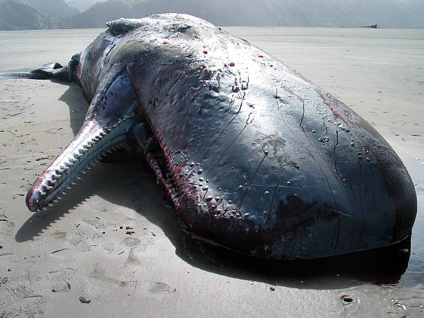 beached kaszalot - whale sperm whale beached dead animal zdjęcia i obrazy z banku zdjęć