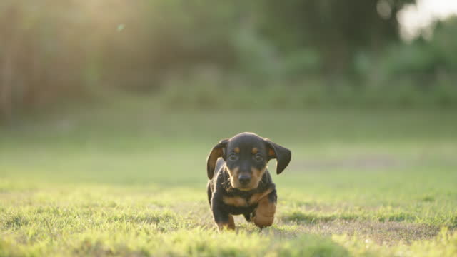 Dachshund puppy walking to the camera in slow motion