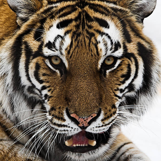 Foto de muito perto da cabeça de tigre - foto de acervo