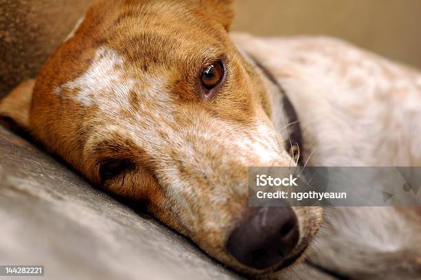 Sad Dog Stock Photo - Download Image Now - Abandoned, Animal Welfare, Boredom