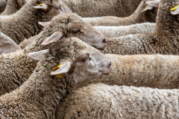 istock Flock of sheep passing through a cattle route 1442822223