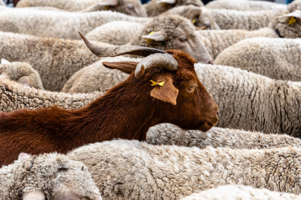 istock Flock of sheep passing through a cattle route 1442822227