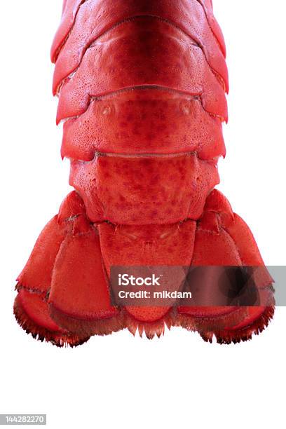 Lobster Tail Backlit Stock Photo - Download Image Now - Cut Out, Tail, Tail Fin
