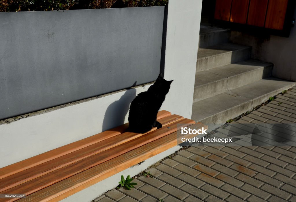 the cat is sitting on a wooden bench and basking. she is mistrustful because children make her angry, she sits and basks contentedly. black fur. white plaster and stairs. gray metal fence combination the cat is sitting on a wooden bench and basking. she is mistrustful because children make her angry, she sits and basks contentedly. black fur. white plaster and stairs. gray metal fence combination, ordinace, buxus sempervirens Animal Stock Photo