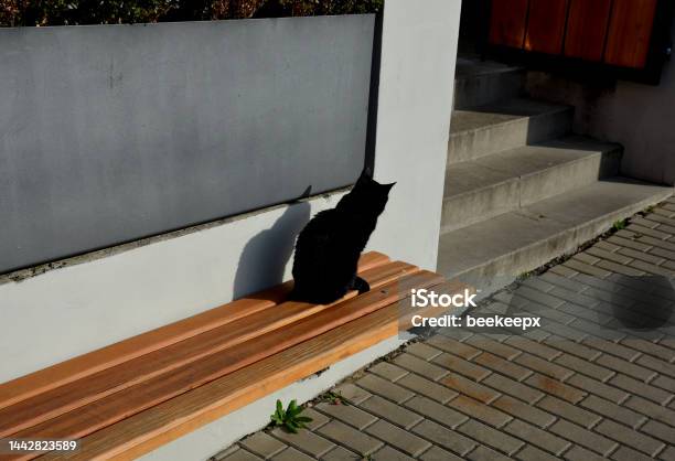 The Cat Is Sitting On A Wooden Bench And Basking She Is Mistrustful Because Children Make Her Angry She Sits And Basks Contentedly Black Fur White Plaster And Stairs Gray Metal Fence Combination Stock Photo - Download Image Now