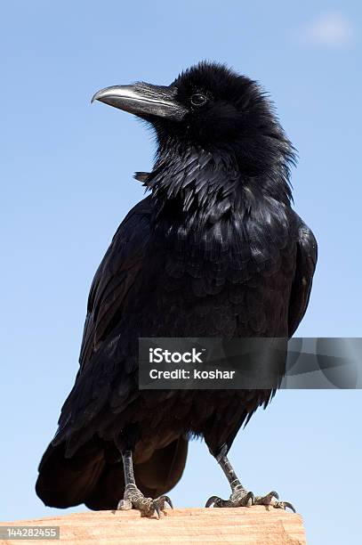 블랙 Crow 0명에 대한 스톡 사진 및 기타 이미지 - 0명, 검은색, 깃털