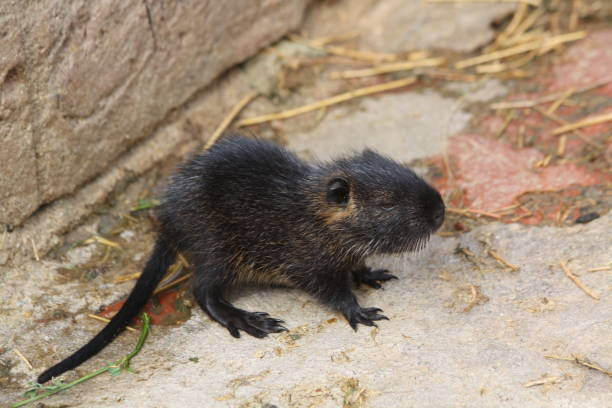 rongeur coipo - nutria rodent beaver water photos et images de collection