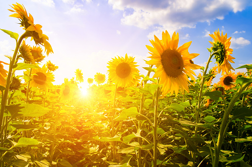 Field of blooming sunflowers on a background sunrise.