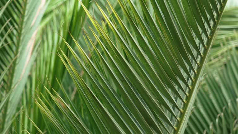 Beautiful green palm tree leaves. Tropical fresh exotic leaf