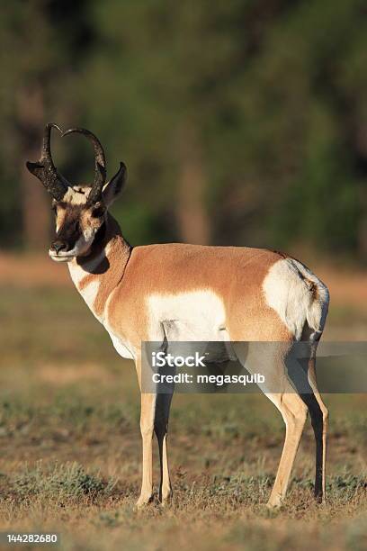 Antilocapra Antelope - Fotografie stock e altre immagini di Animale - Animale, Animale selvatico, Antilocapra
