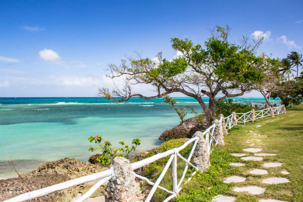 Palm trees on a Cuban beach stock photo