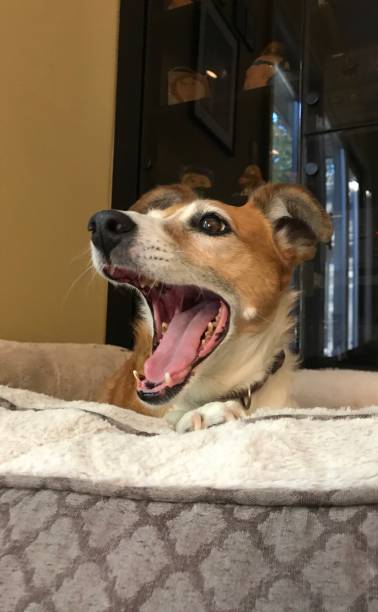 istock Dog with mouth open 1442827024