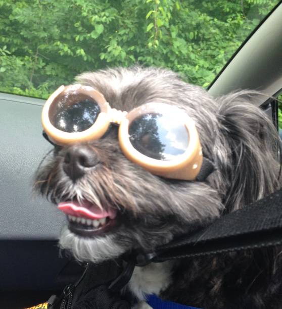 istock Small dog in sunglasses 1442827035