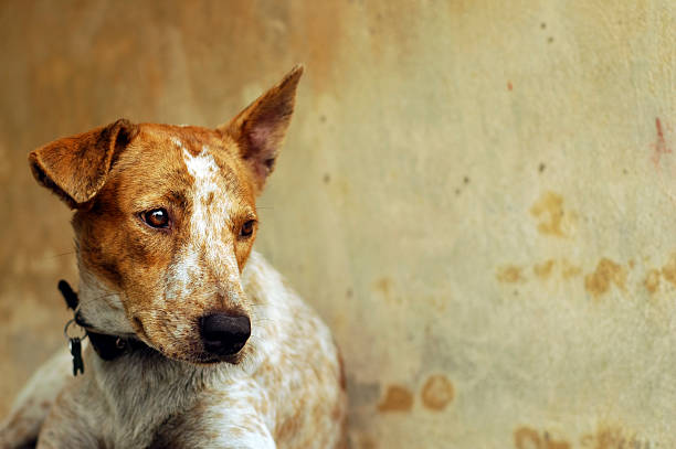 Sad Dog Sad looking rescued stray dog. Be kind to all animals. animal welfare photos stock pictures, royalty-free photos & images
