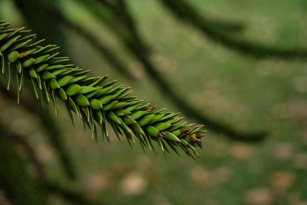 Monkey puzzle tree, a species of Auracaria. Also known as Monkey tail tree, Chilean pine, Parana pine, Pewen, Chile nut. Beautiful plant on blur background with copy space for text.