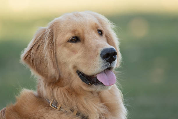 istock Golden Retriever Portrait 1442829009