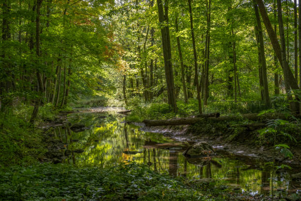 istock Dappled Sunlight in the Green Forest 1442829032