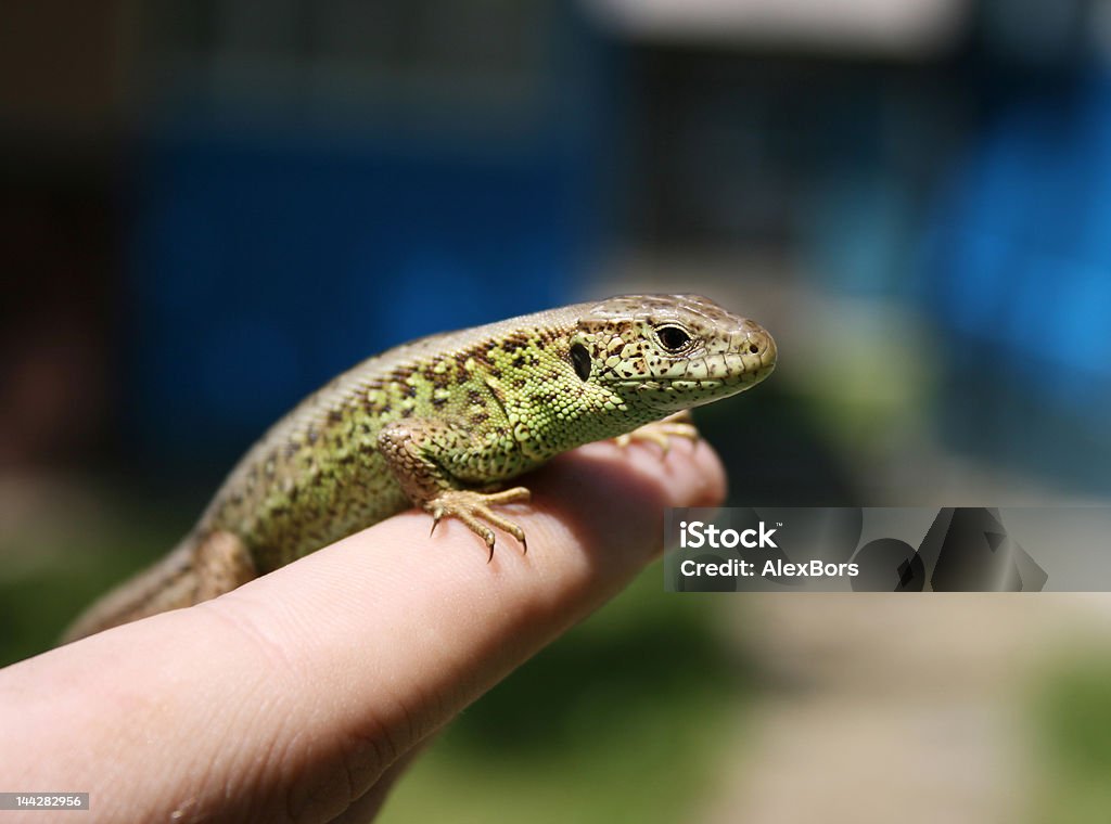 Green lizard in the hand - 免版稅一個物體圖庫照片