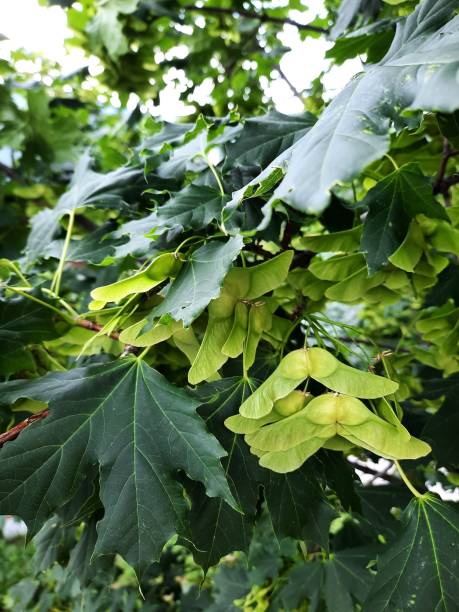 acer platanoides, spitzahorn, bergahorn - norway maple stock-fotos und bilder