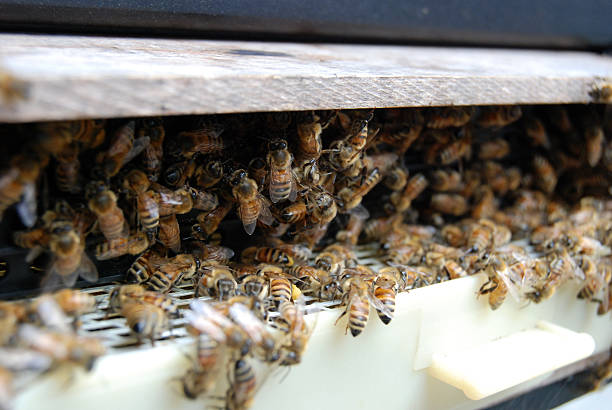 Bees at the hive entrance stock photo