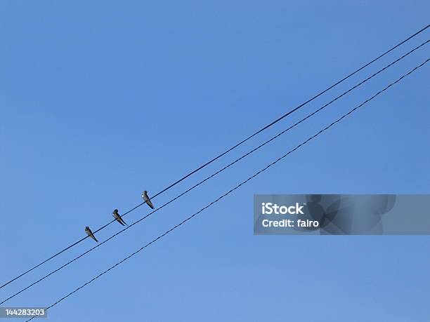 Engolir Uma Linha De Potência - Fotografias de stock e mais imagens de Andorinha - Andorinha, Azul, Cabo