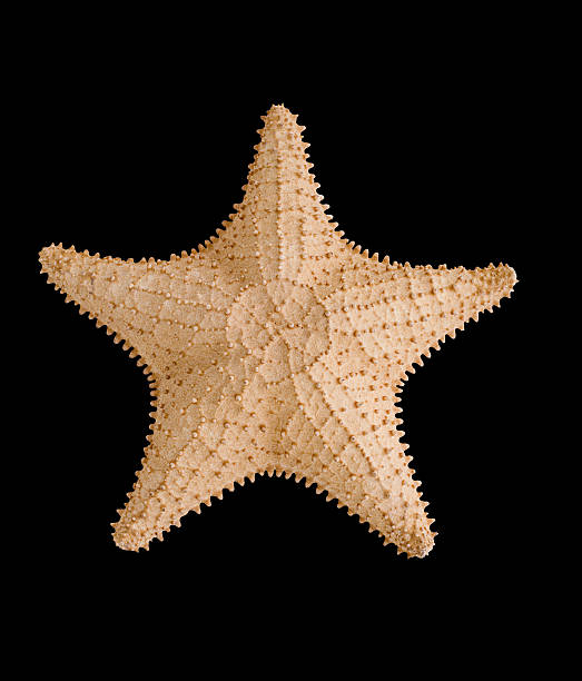 Starfish stock photo